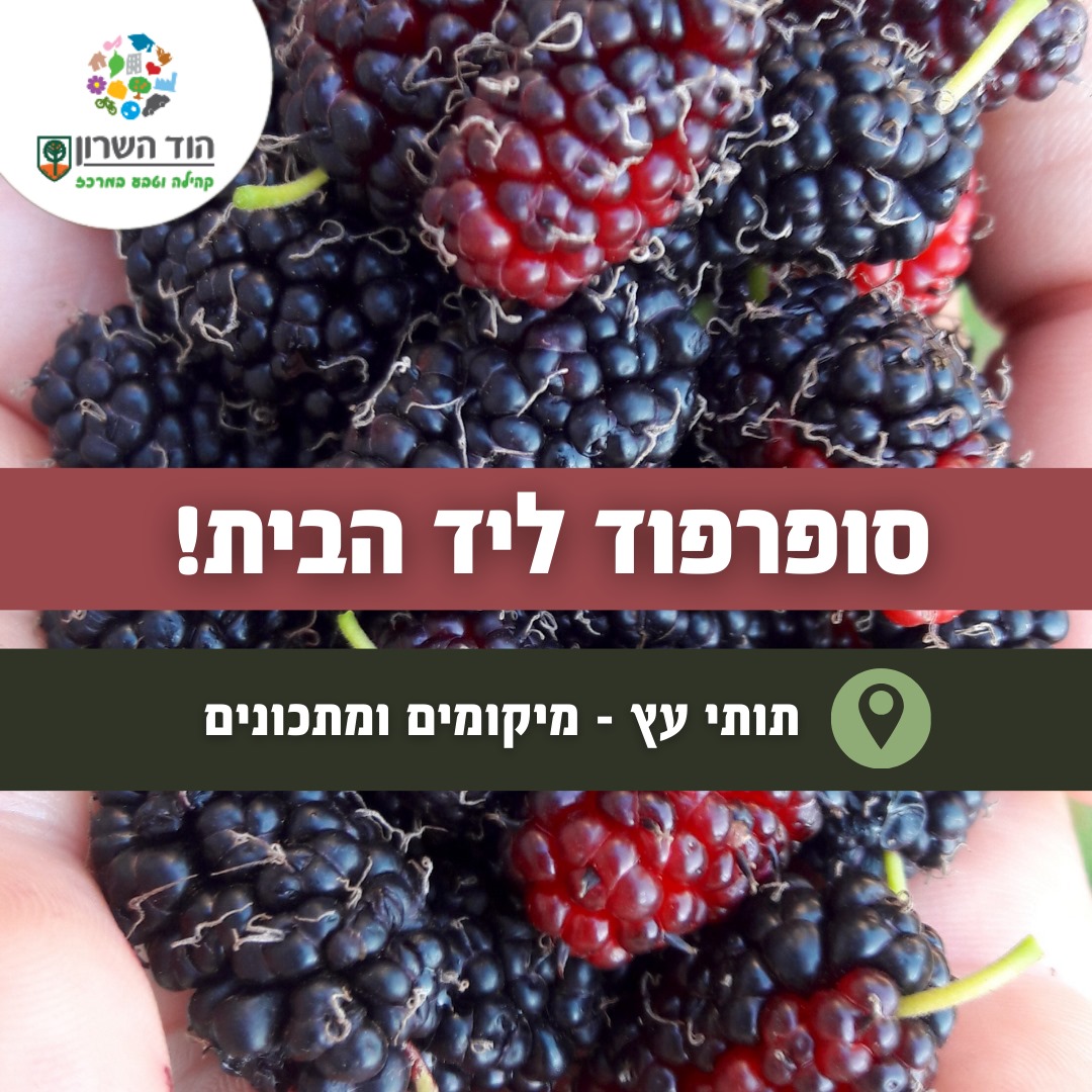 תותי עץ
